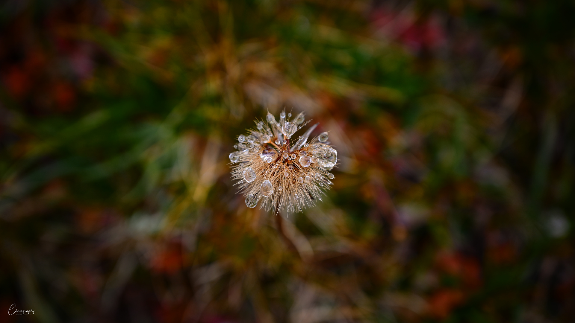 Herbsttropfen