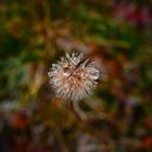 Herbsttropfen