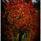 Herbsttropfen