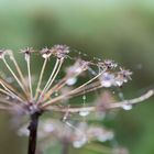 Herbsttropfen