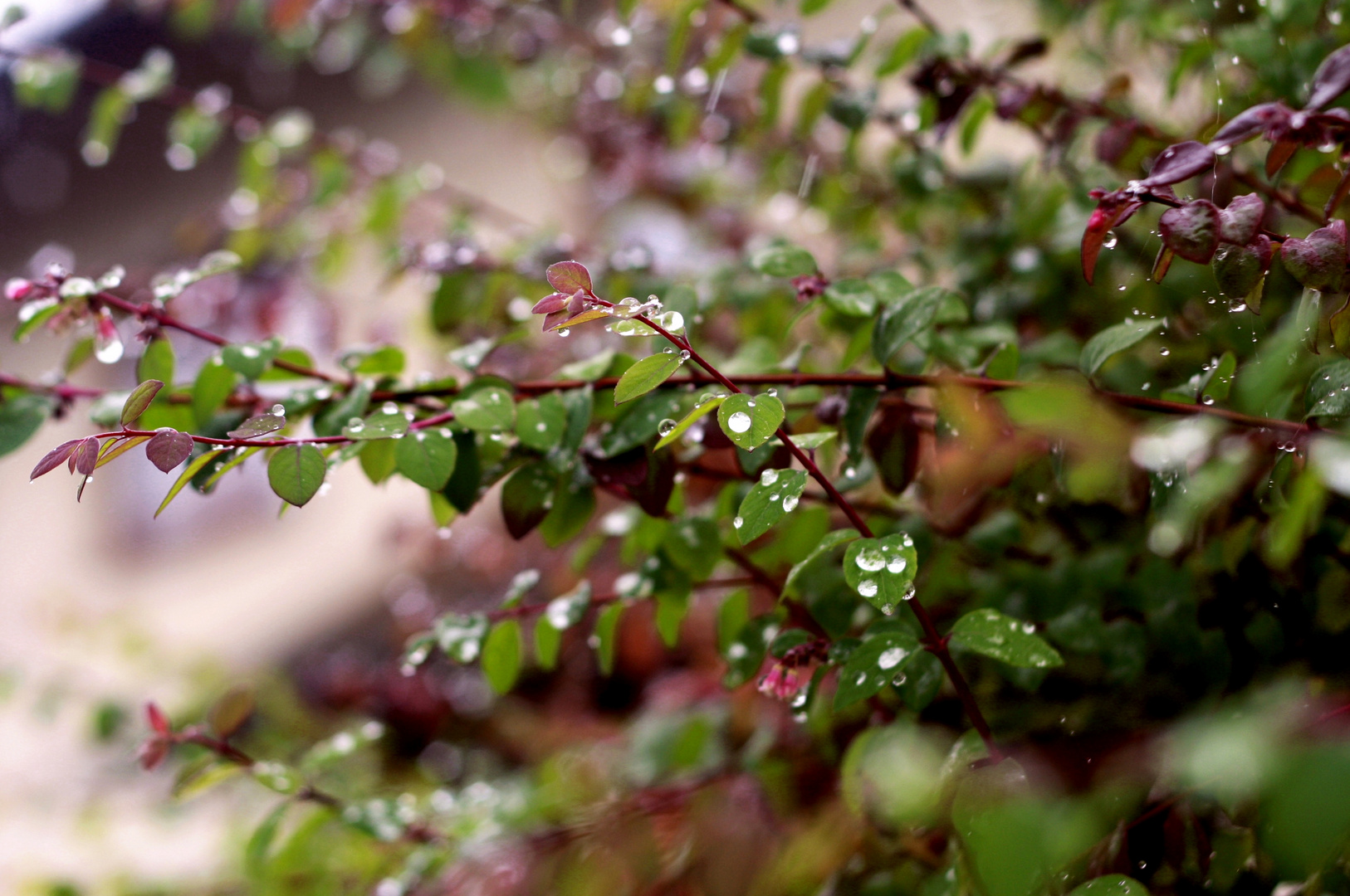 Herbsttropfen