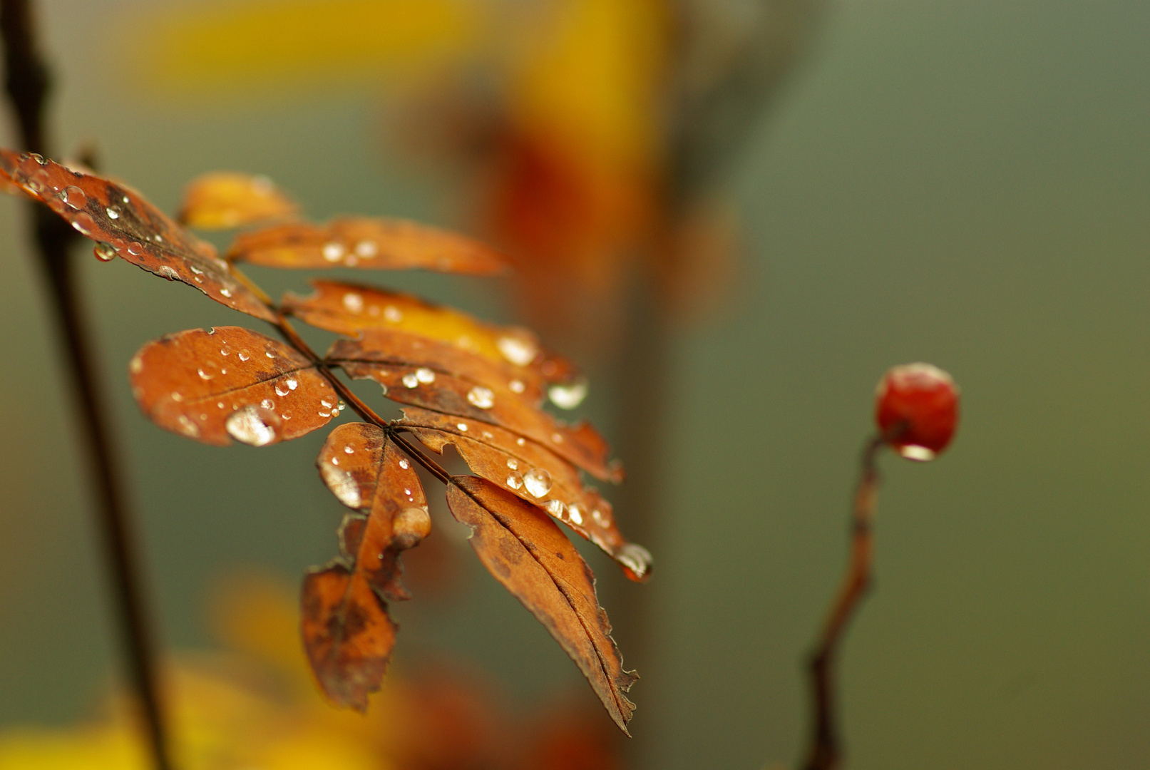 Herbsttropfen