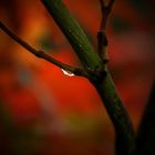 Herbsttropfen an unbekanntem Strauch