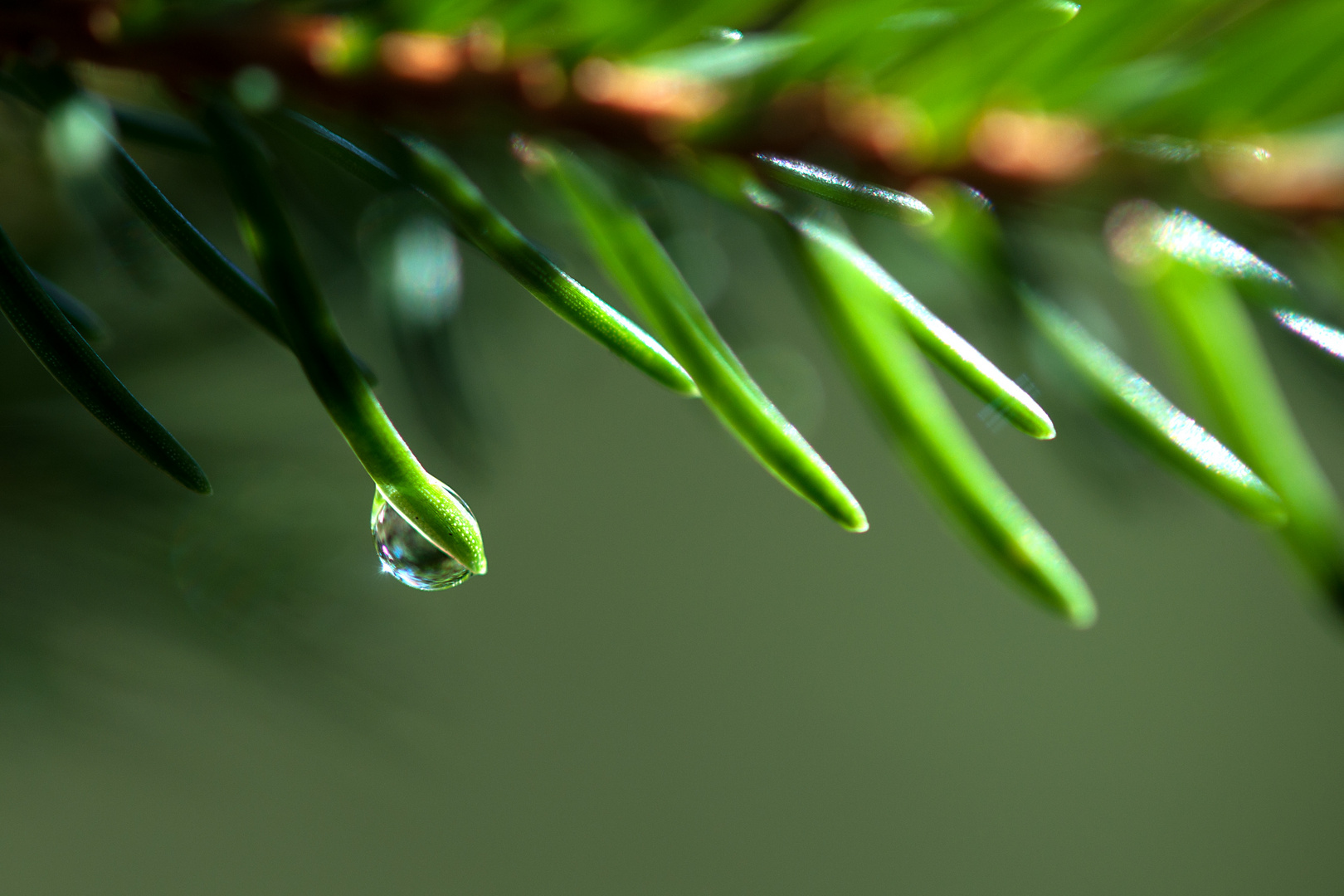 Herbsttropfen