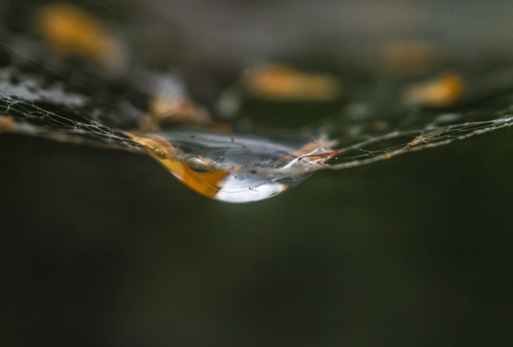 Herbsttropfen