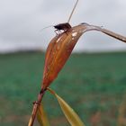 Herbsttropfen