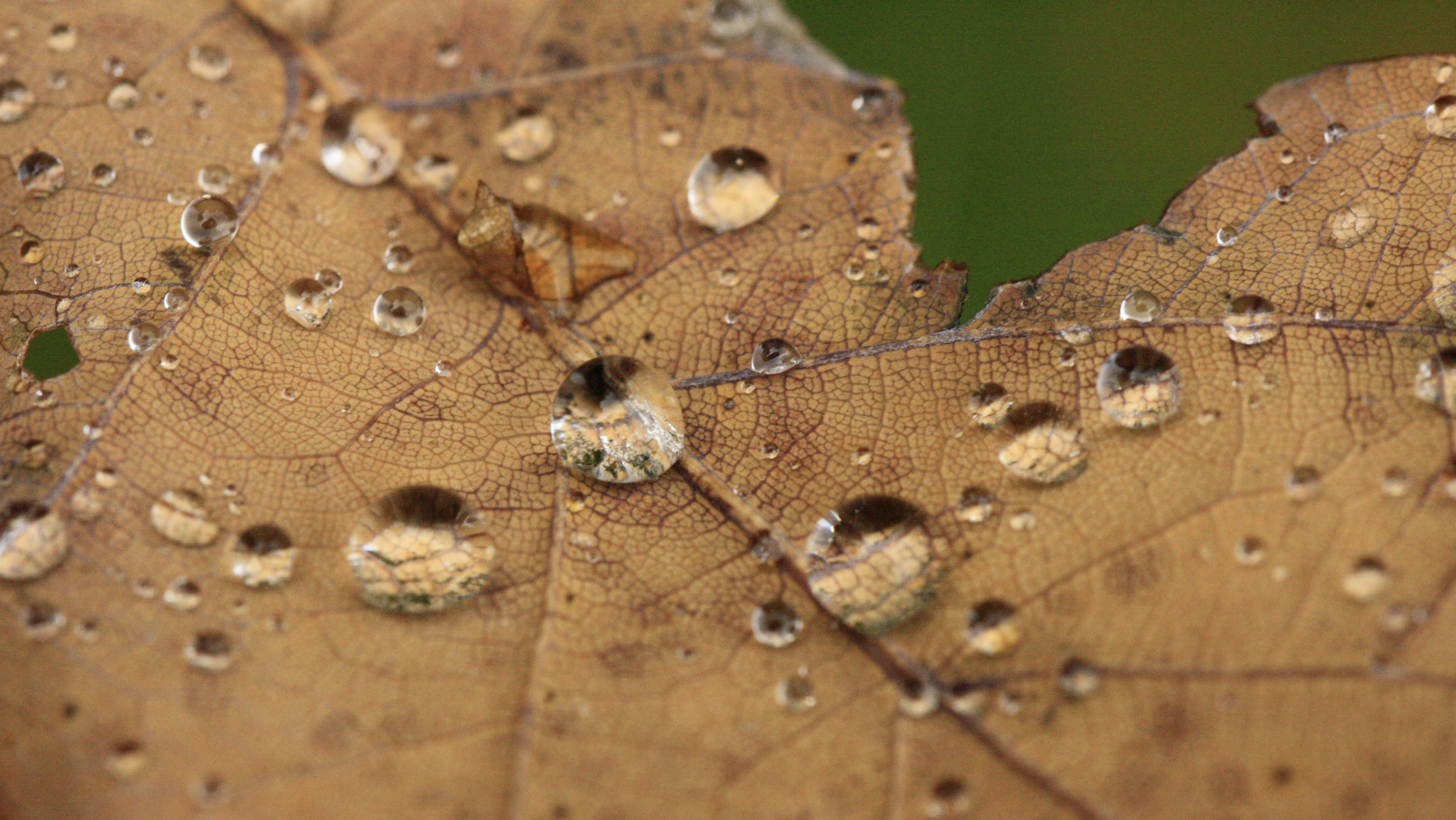 Herbsttropfen