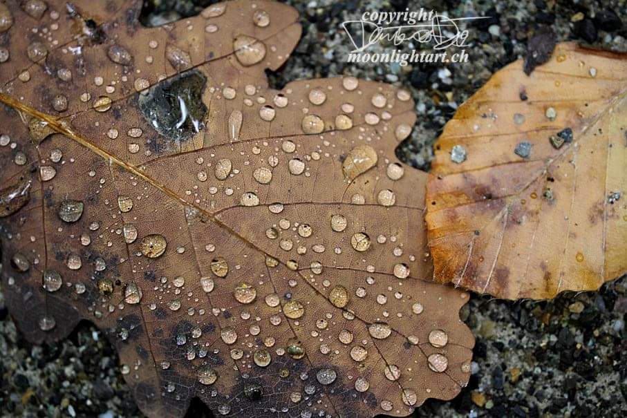 Herbsttropfen