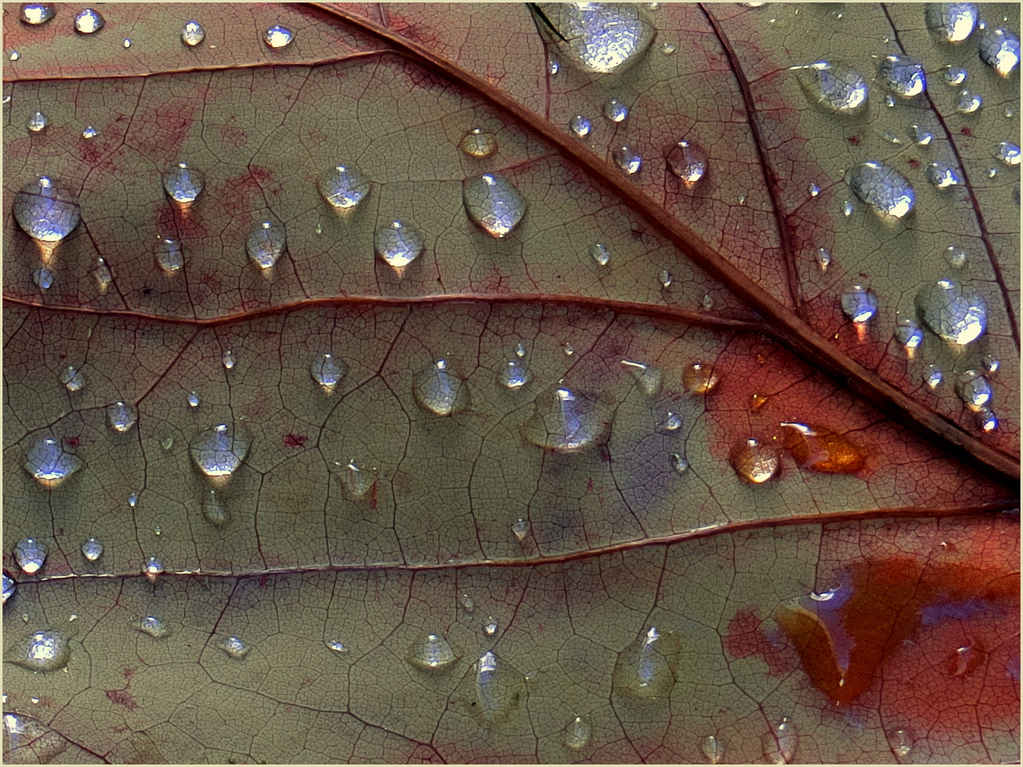 HerbstTropfenBlatt