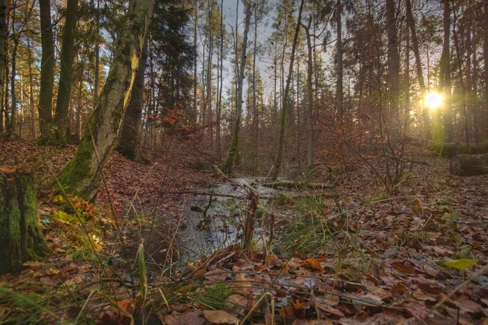 Herbsttümpel