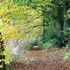 Herbsttunnel