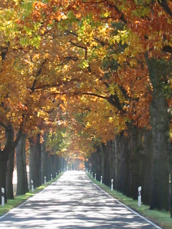 Herbsttunnel