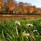 Herbstübergang