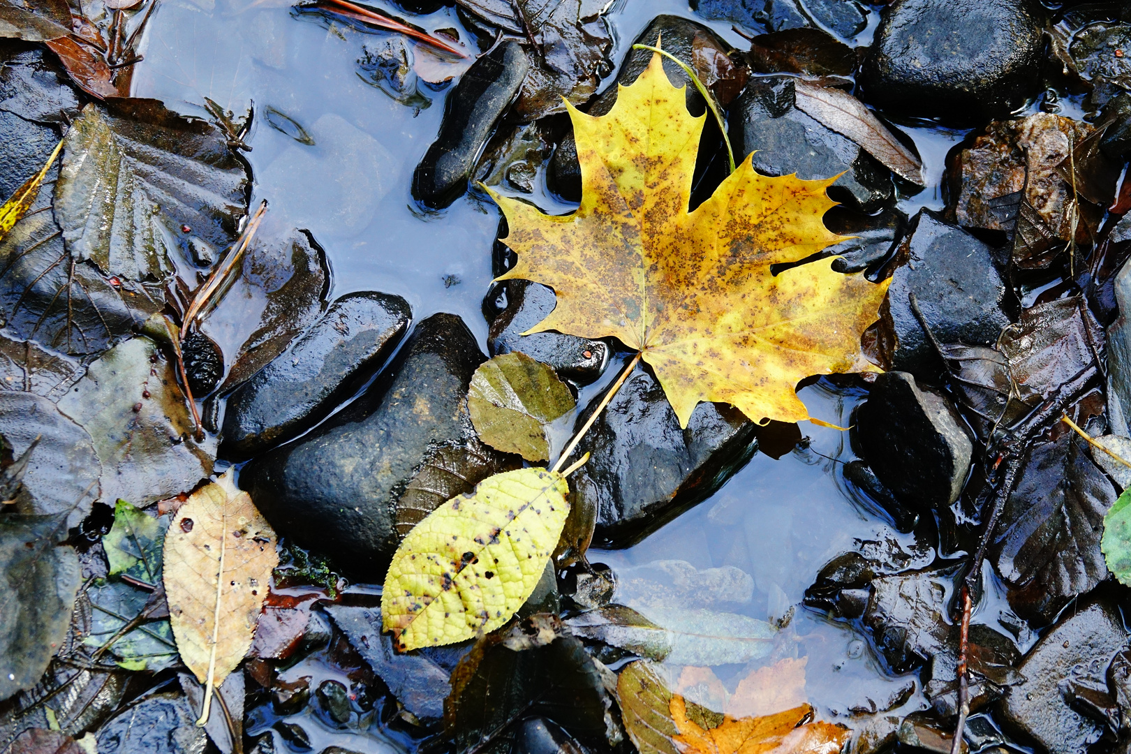 Herbst(ur)laub