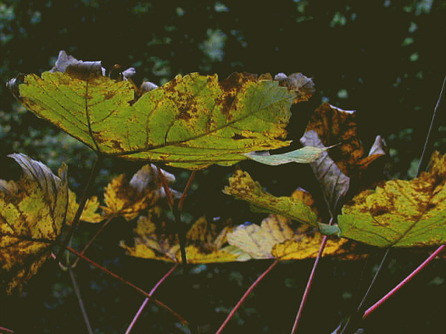 Herbstvariation