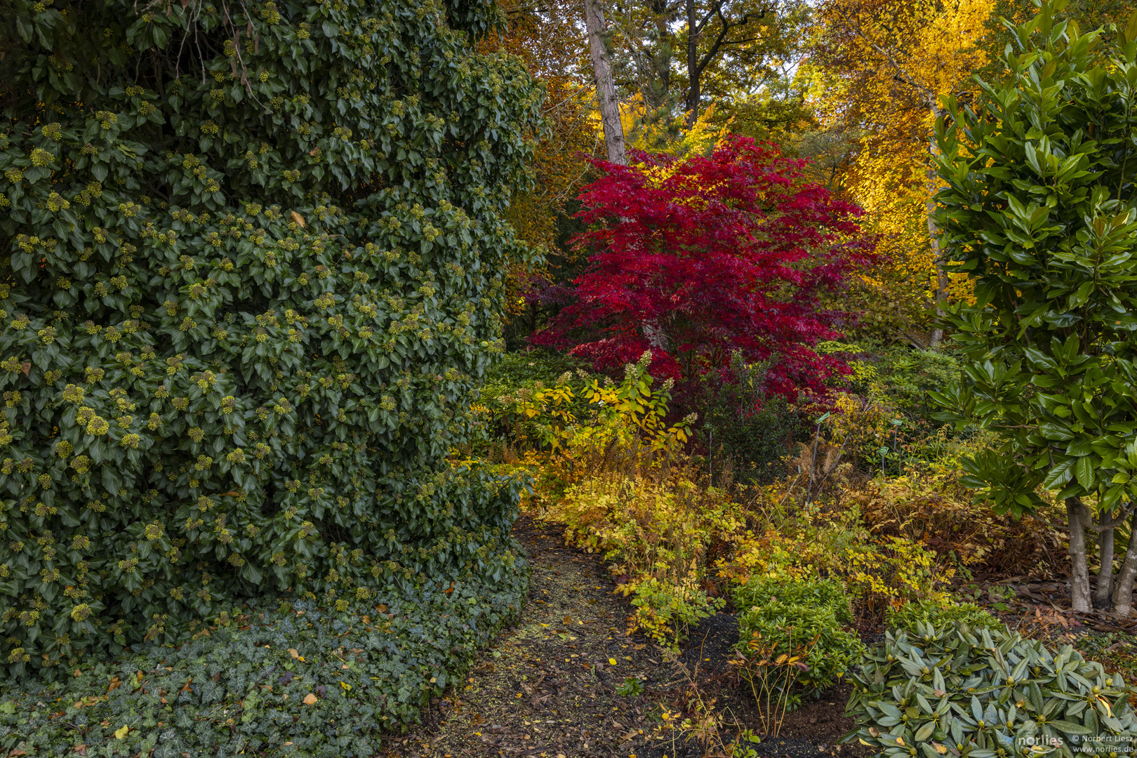 Herbstvegetation