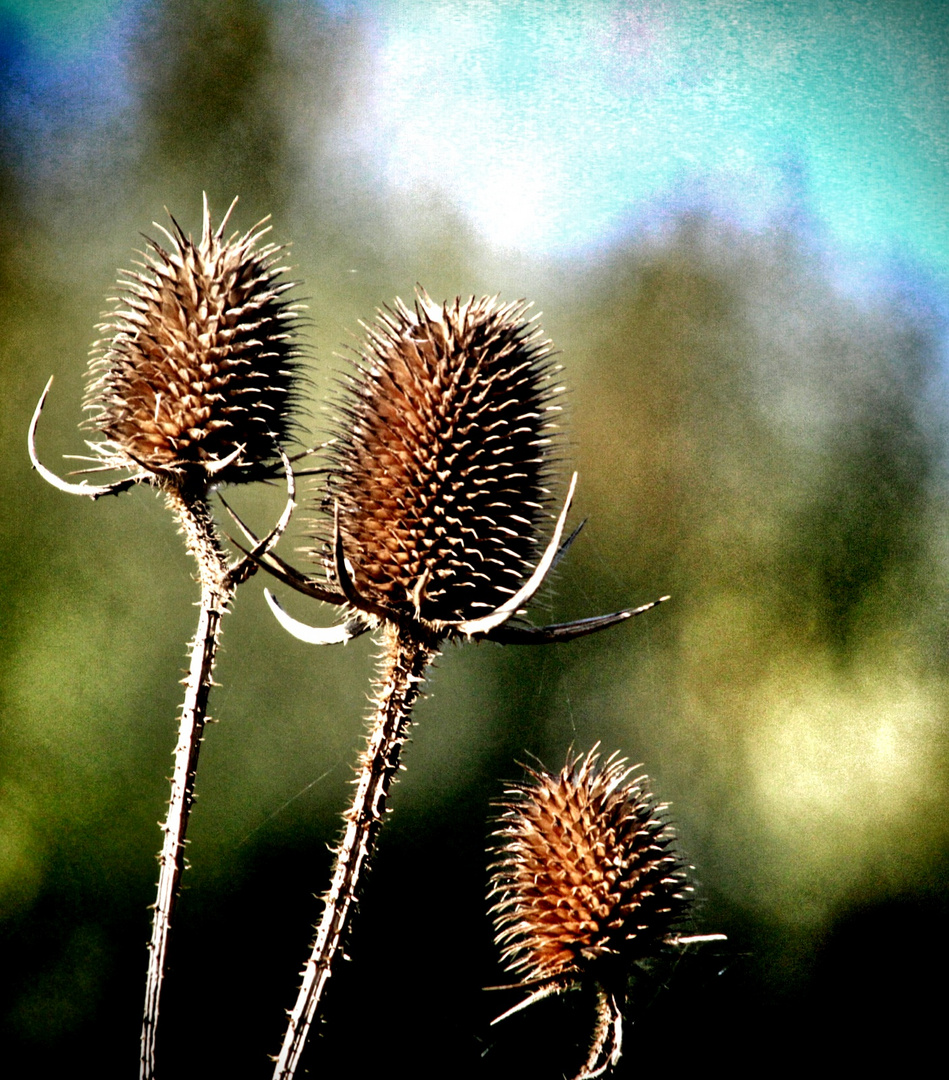 Herbstvegetation