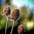 Herbstvegetation