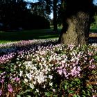 Herbstveilchen im Arboretum Ellerhoop