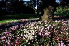 Herbstveilchen im Arboretum Ellerhoop