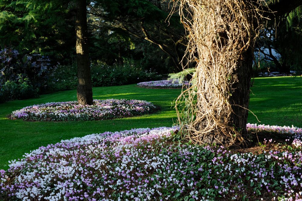 Herbstveilchen im Arboretum Ellerhoop II