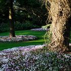 Herbstveilchen im Arboretum Ellerhoop II