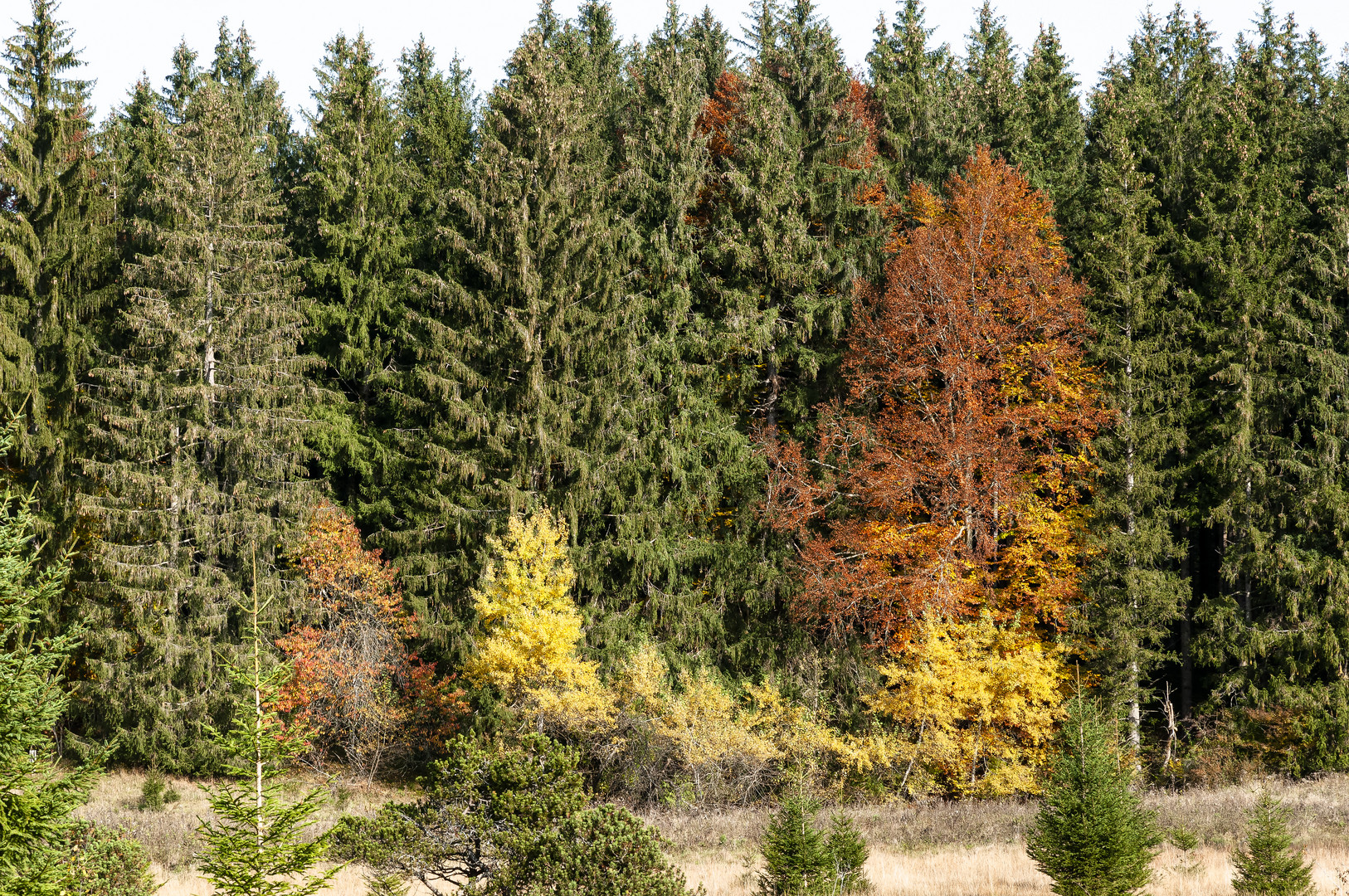 Herbstverfärbung