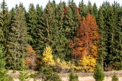 Herbstverfärbung