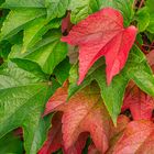 Herbstverfärbung