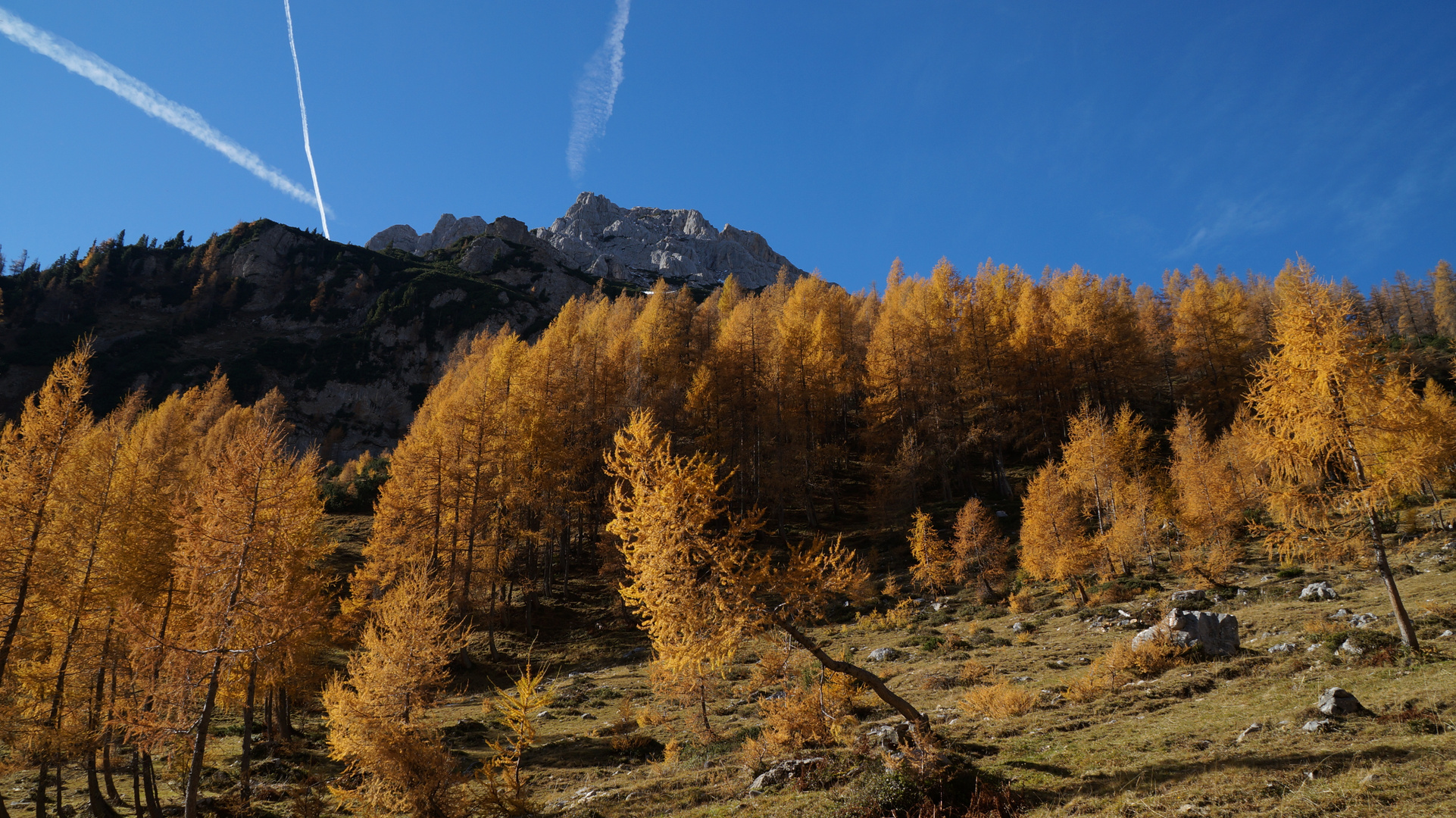 Herbstverfärbung