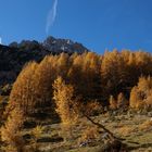 Herbstverfärbung