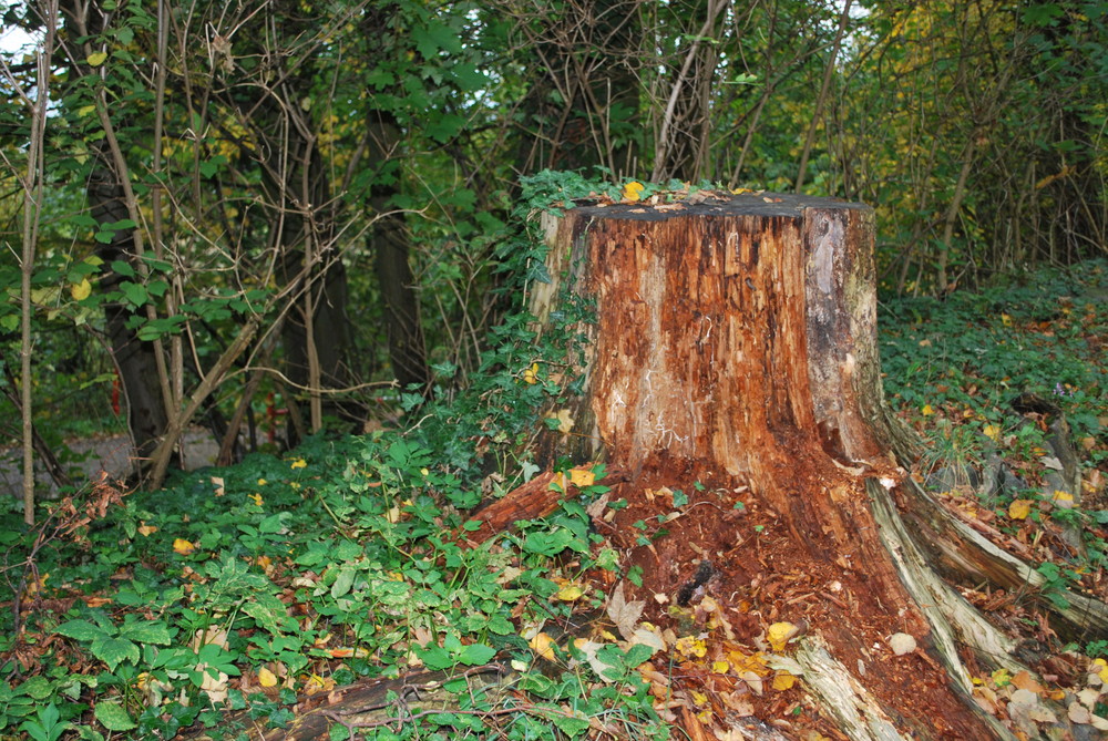 Herbstvergänglichkeit