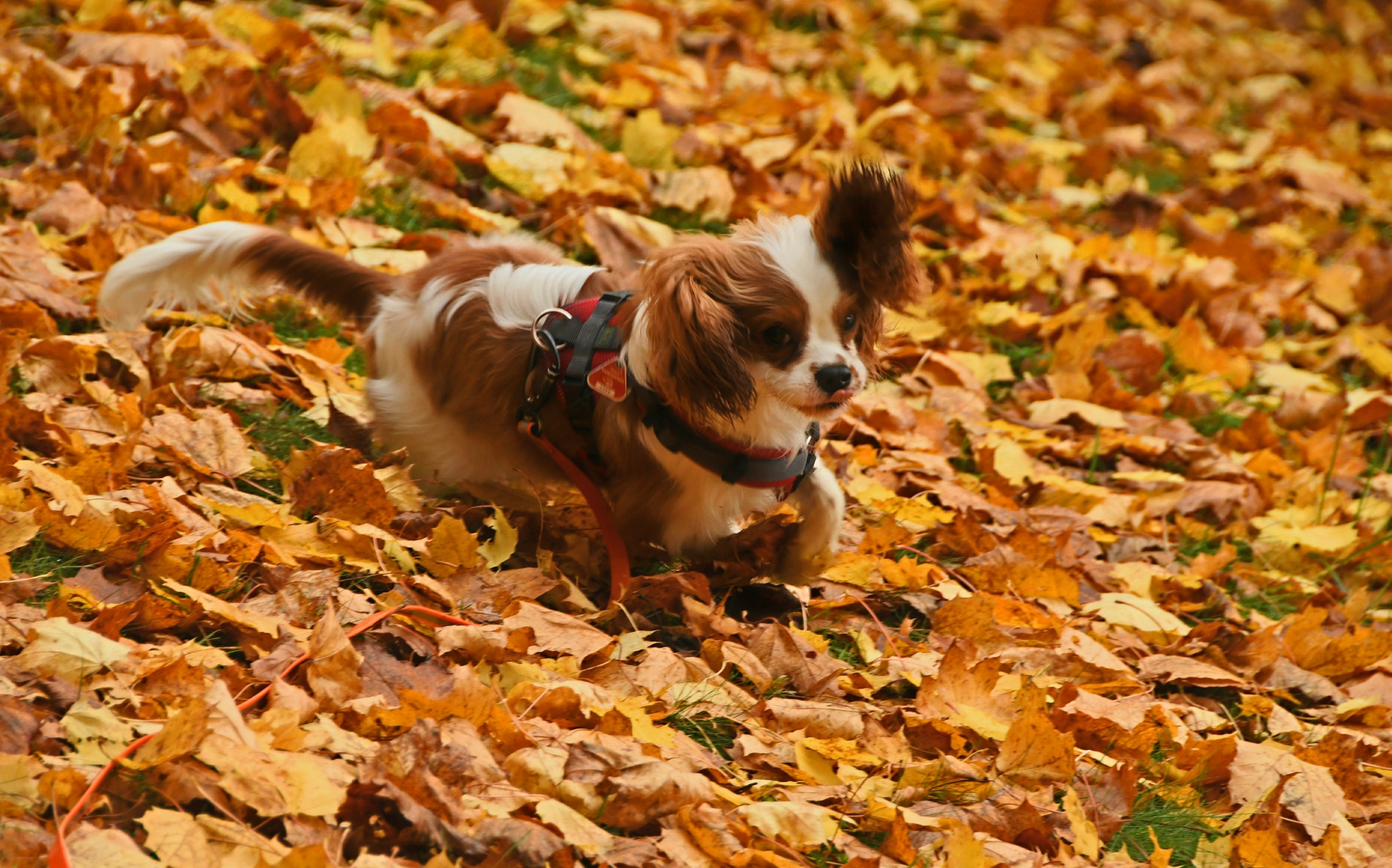 Herbstvergnügen