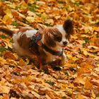 Herbstvergnügen