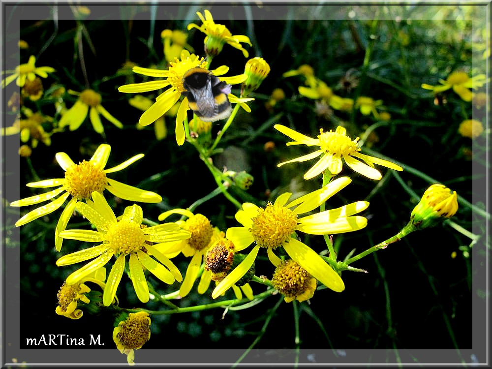 Herbstverliebt (mit Gedicht)