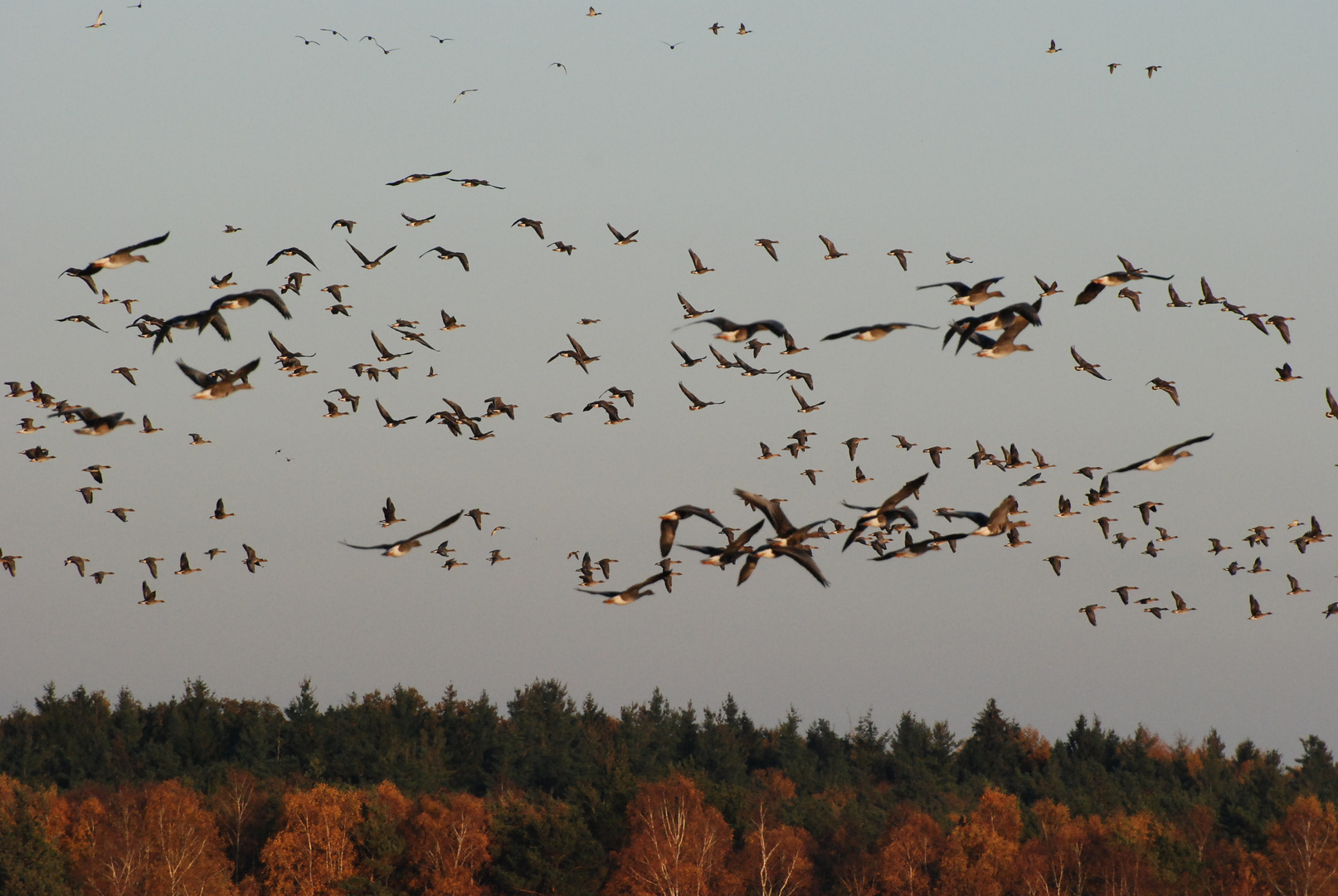 "Herbstversammlung 1"