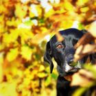 Herbstversteck