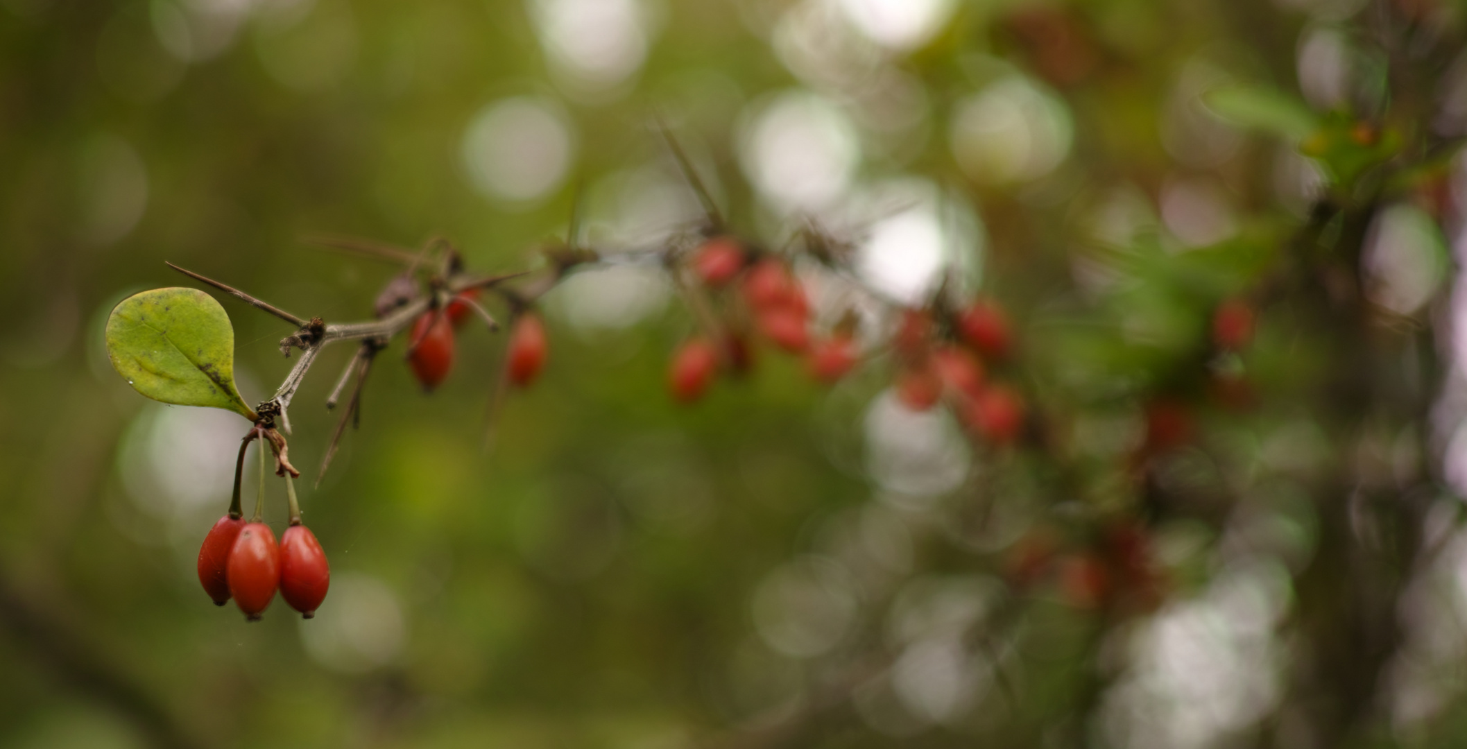 Herbstverträumter Blick ins Bunt