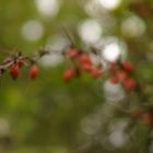 Herbstverträumter Blick ins Bunt