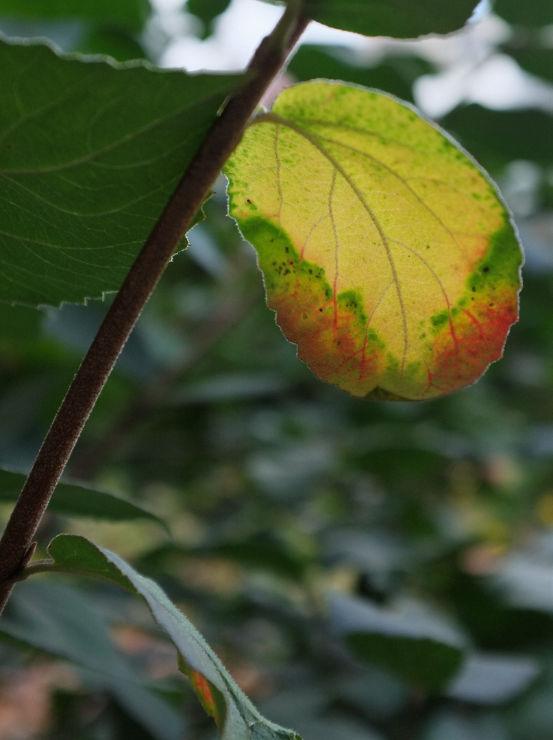 Herbstverwandlung