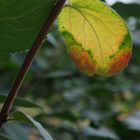 Herbstverwandlung