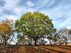 ...Herbstverweigerer...