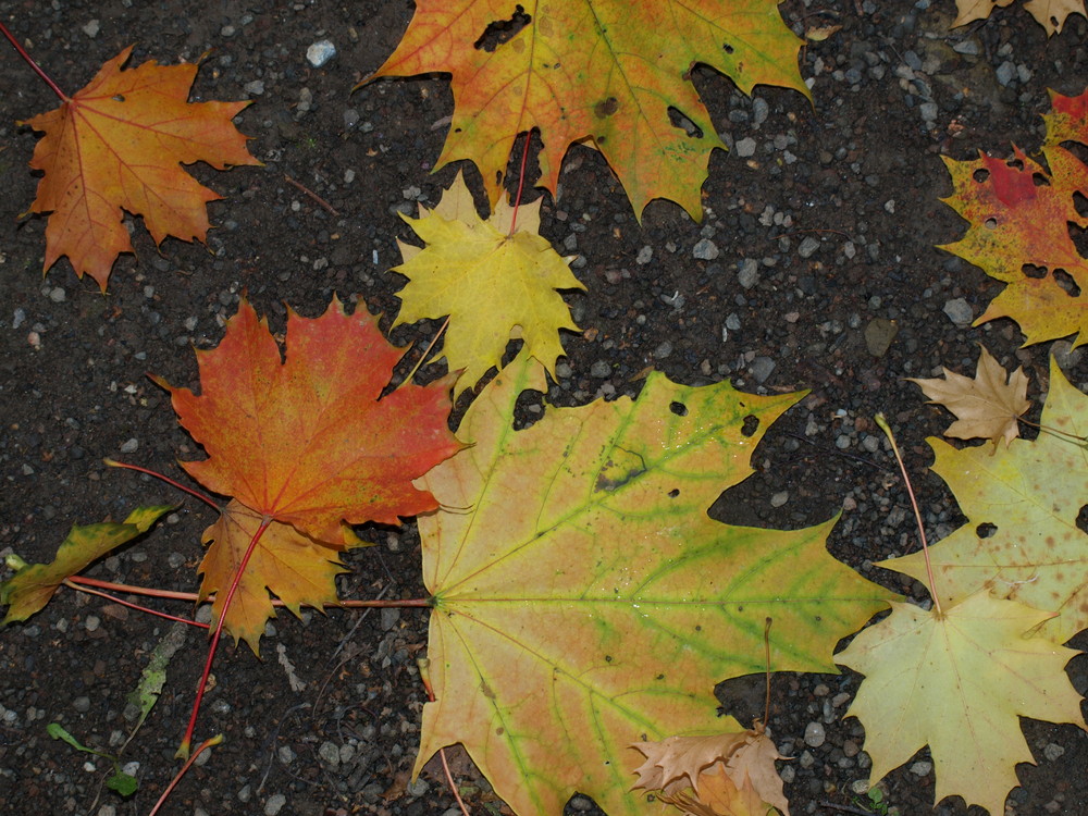 Herbstvielfalt!