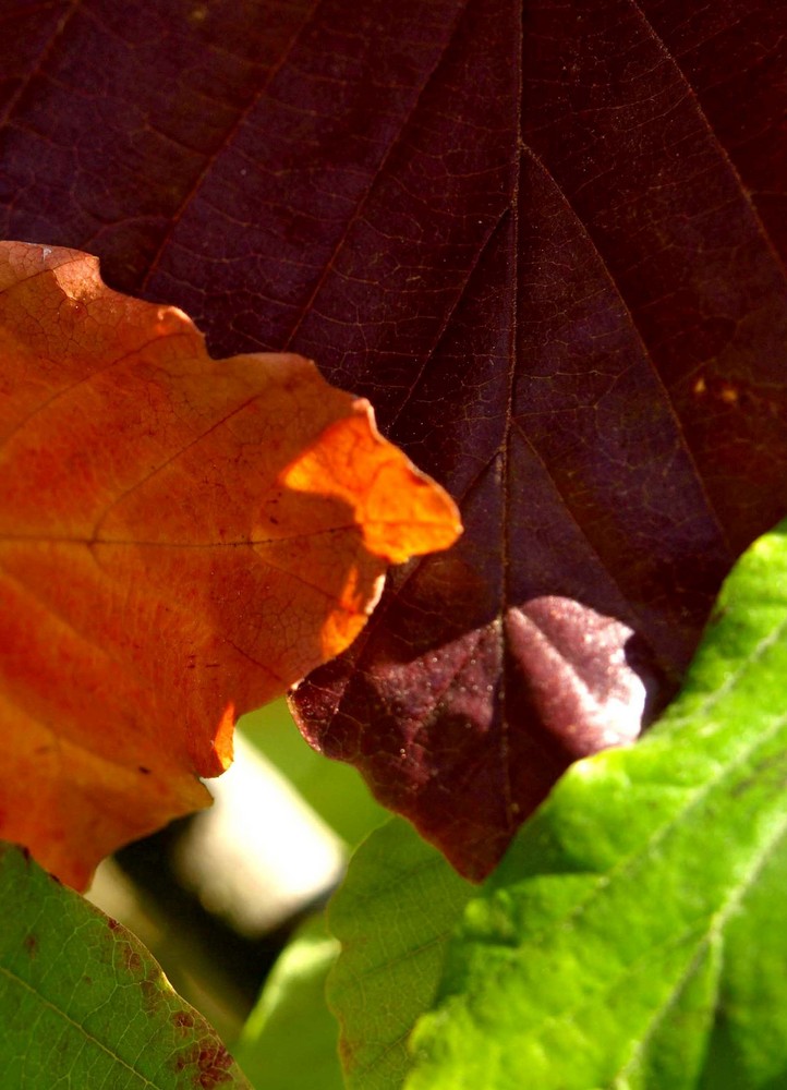 Herbstvierfalt