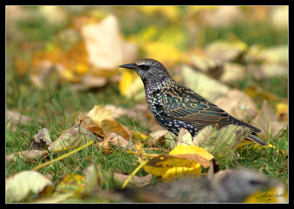 " Herbstvogel "