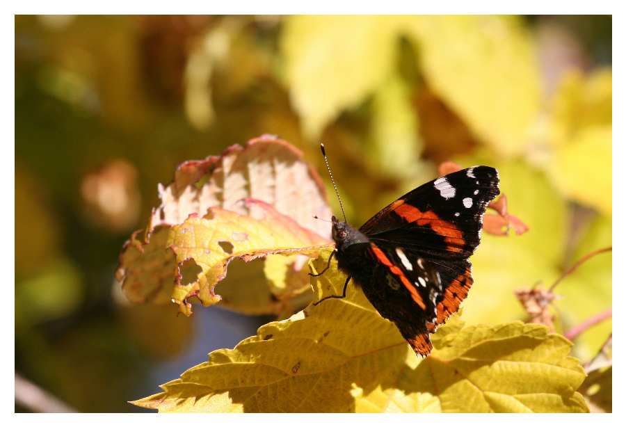 "Herbstvogel" (Reload)