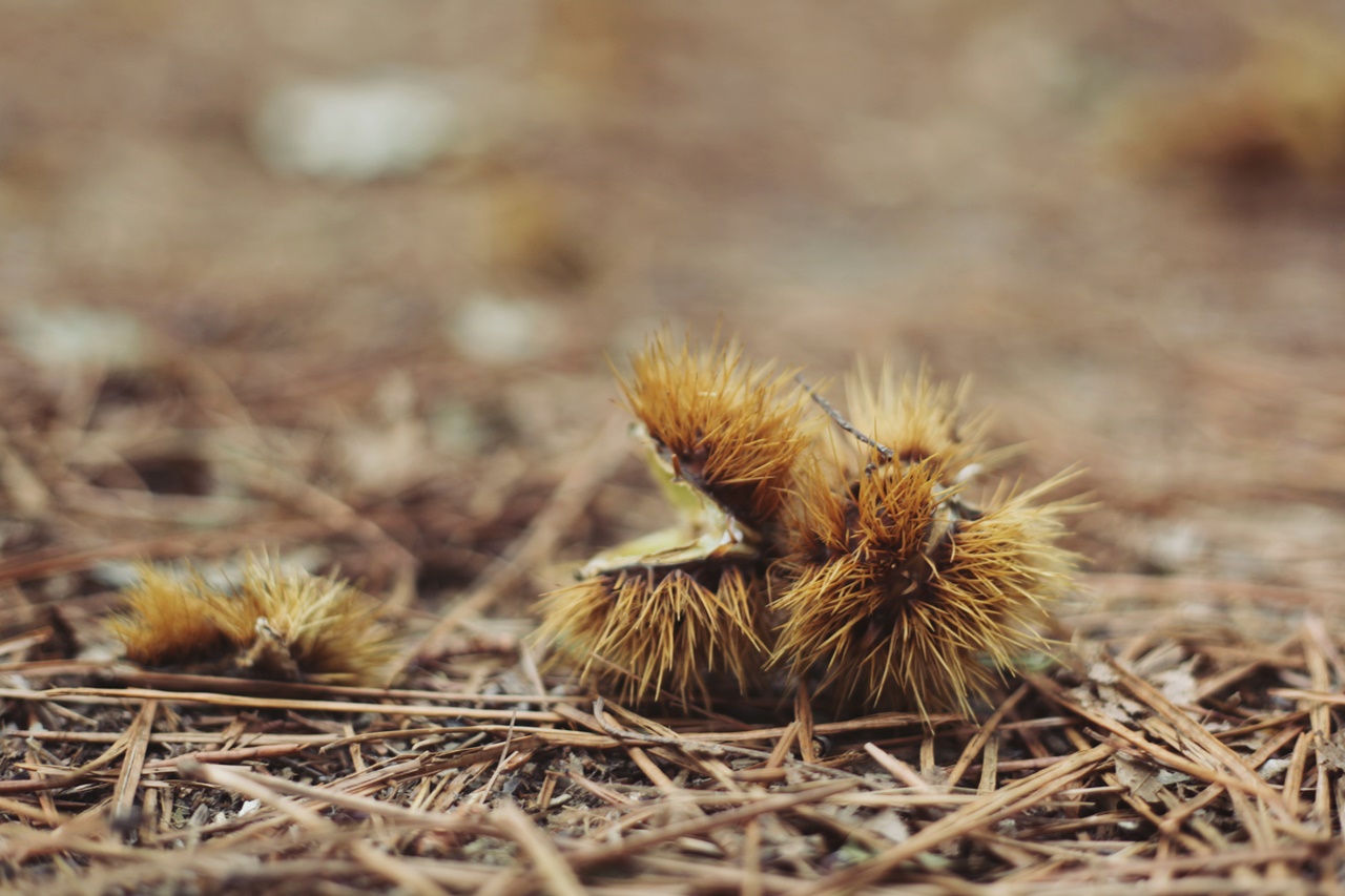 Herbst,vom Baum gefallen...