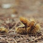 Herbst,vom Baum gefallen...