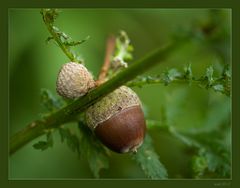 Herbstvorbote?