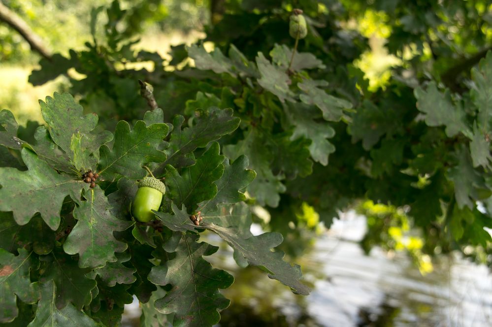 Herbstvorbote....